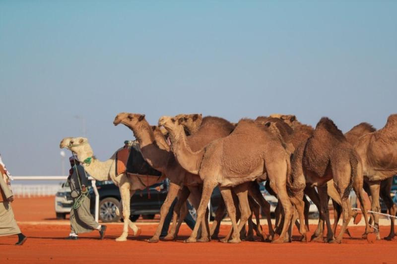 «ديربي» سعودي كويتي في «شعل الفحل وإنتاجه»