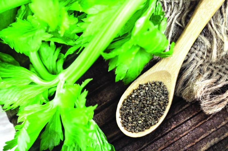 بذور الكرفس تحسن «الضغط»