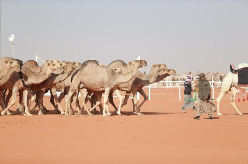 السبيعي يُتوَّج بكأس النادي فئة الـ'حمر'