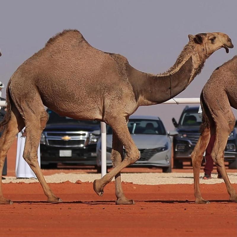 الراجحي والمهيدب يشعلان منافسات الفردي في مهرجان الابل