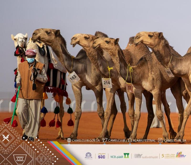 الأمريكي جوزيف من مستثمر في التدريب إلى منافس على مضمار مهرجان الإبل