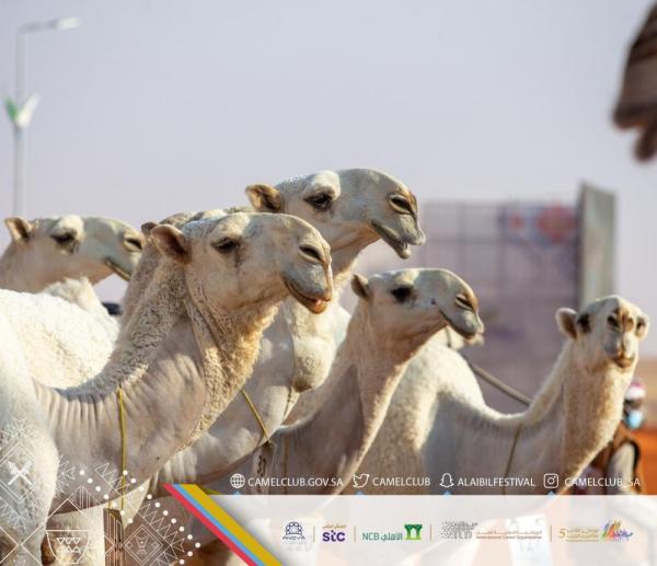 انطلاق منافسات «فردي جل» بلوني «الشقح والحمر»
