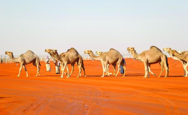 دخول سالم في عالم الإبل يتصدر تويتر وابن حثلين يهديه ناقتين