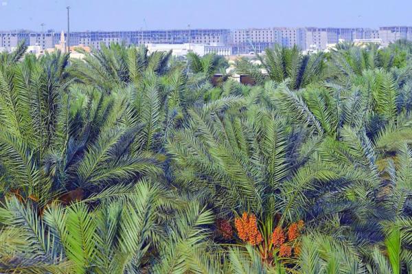 «النخلة».. رمز عطاء وجمال المدينة المنورة