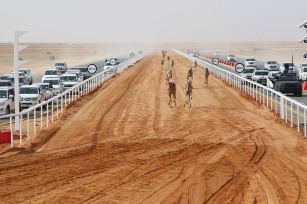سباقات الهجن.. تنطلق بـ 164 شوطا