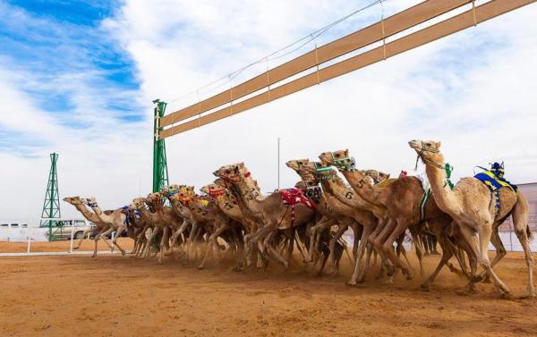 البلوي:سباقات الهجن تتواصل غداً بـ40 شوطاً