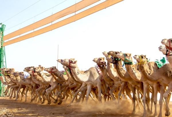 «شودة» و«نكد» المطايا الأسرع في 40 شوطا