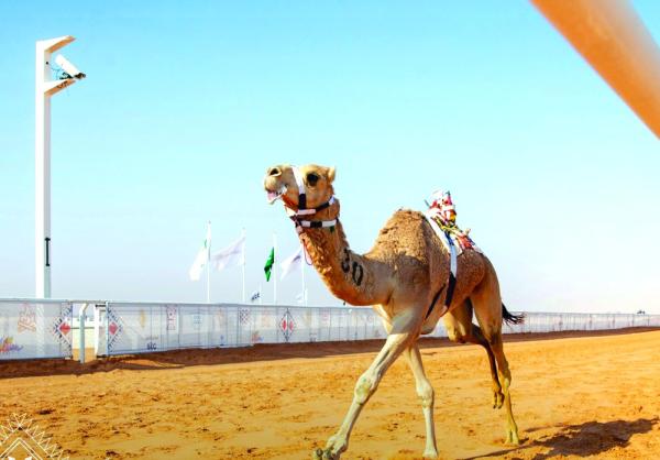 «شودة» و«نكد» المطايا الأسرع في 40 شوطا