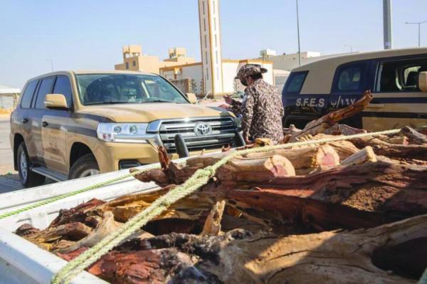 ضبط 62 شاحنة «حطب» مخالفة