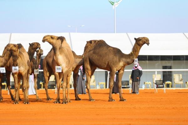 حضور بارز للكويتيين بمهرجان الإبل