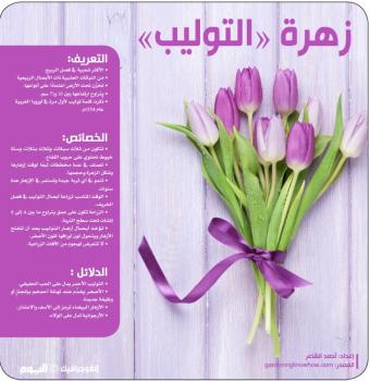 زهرة «التوليب»