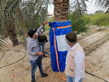 أقراص «فوسفيد الألمنيوم» لعلاج النخيل المصاب بالسوسة الحمراء