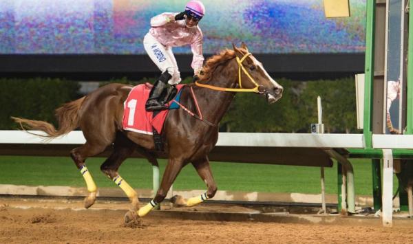 هيبو يستعيد الهيبة بكاس أوروبا و غملاس بطلا للميادين في سباقات الخيل