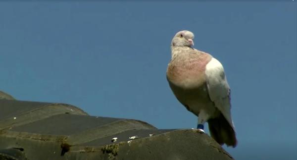 نجا من الإعدام.. حكاية الطائر 