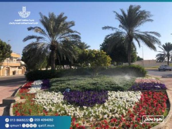 800 ألف زهرة تزين ميادين القطيف