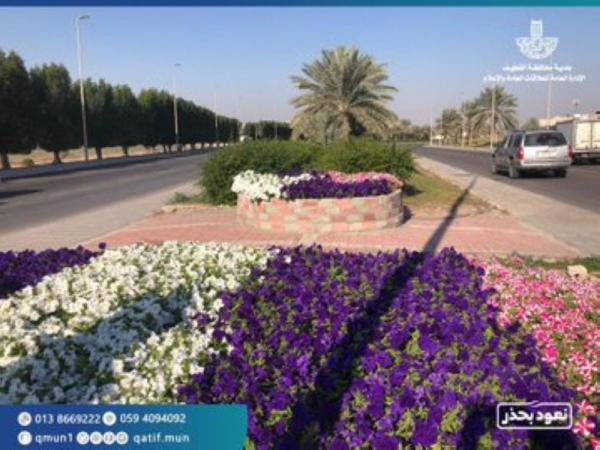 800 ألف زهرة تزين ميادين القطيف