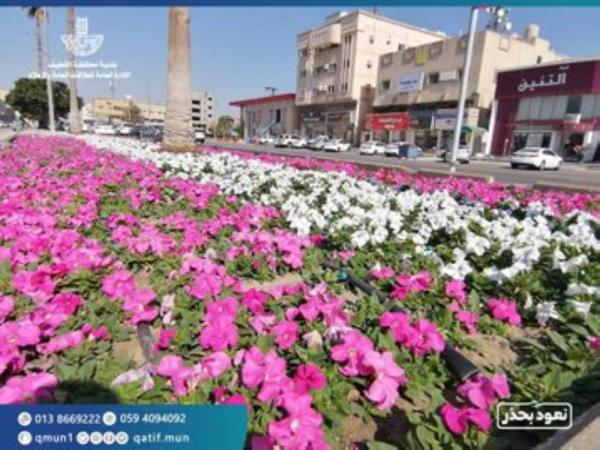 800 ألف زهرة تزين ميادين القطيف