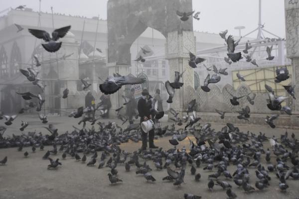عزل عام للطيور في حديقة حيوان بالهند