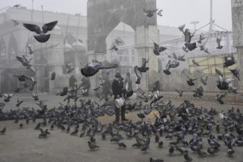 عزل عام للطيور في حديقة حيوان بالهند
