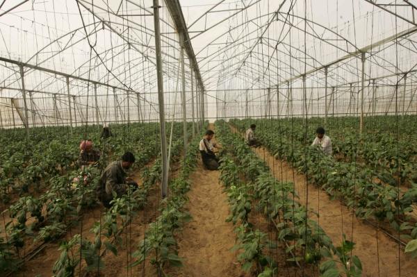 3 خيارات لسد فجوة تمويل «التنمية الزراعية»