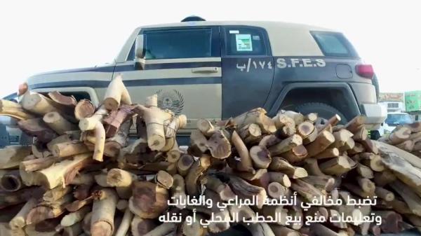 ضبط 2.3 طن من الحطب المحلي بحوزة 41 مخالفًا