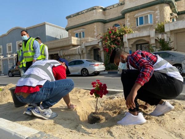 «قطيفنا خضراء».. 40 متطوعا يزينون «عنك» بـ250 شجرة