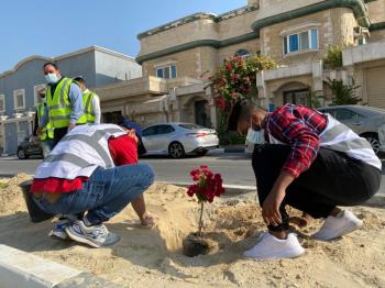 «قطيفنا خضراء».. 40 متطوعا يزينون «عنك» بـ250 شجرة