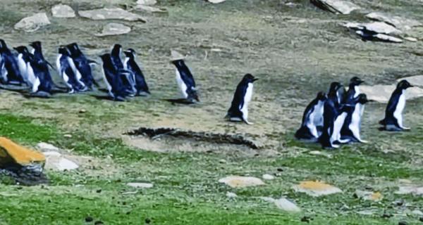 البطريق الحائر