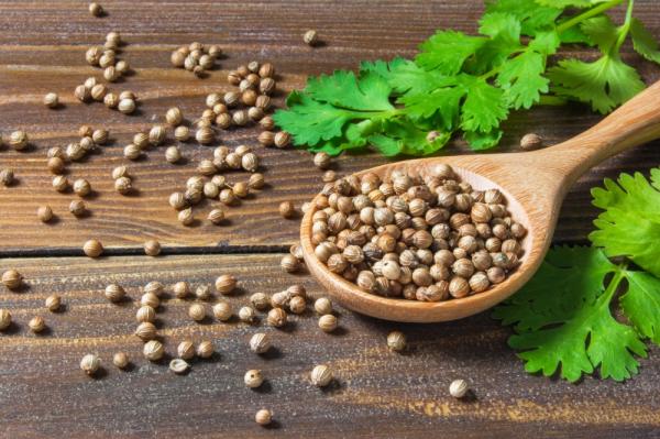 الكزبرة «خافض» السكر بالدم