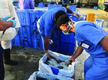 مصادرة ربع طن أسماك فاسدة بالقطيف