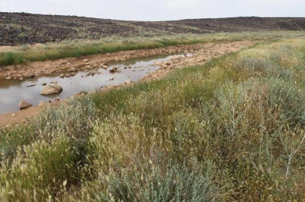 «سجا وأم الرمث».. محمية وطنية بتصنيف عالمي