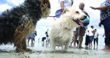 الكلاب ترفض أوامر الكاذبين