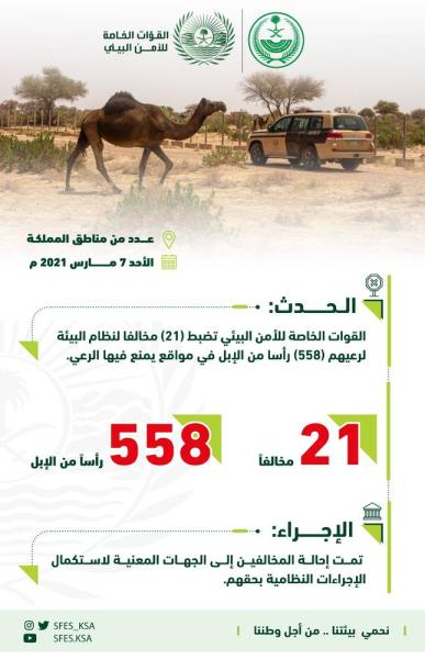 ضبط 21 شخصا ارتكبوا مخالفات رعي