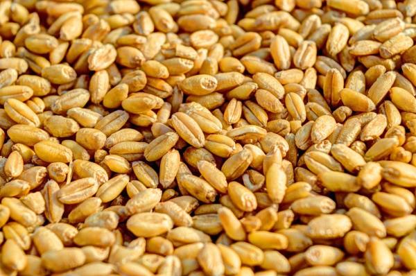 طرح مناقصة لاستيراد 295 ألف طن قمح