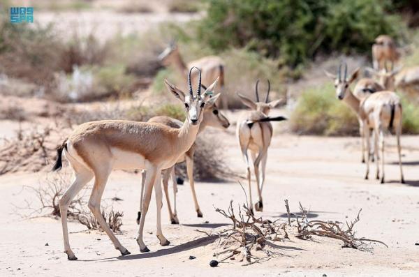 «شرعان» مشهد طبيعي للبيئة الصحراوية