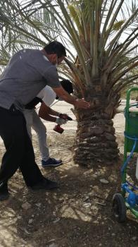 رفع الوعي بمكافحة «السوسة الحمراء»