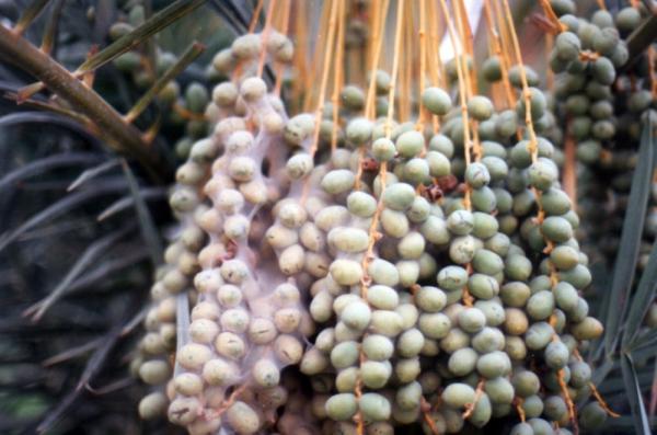 حلم الغبار.. عوالق ترابية تهدد إنتاج التمور
