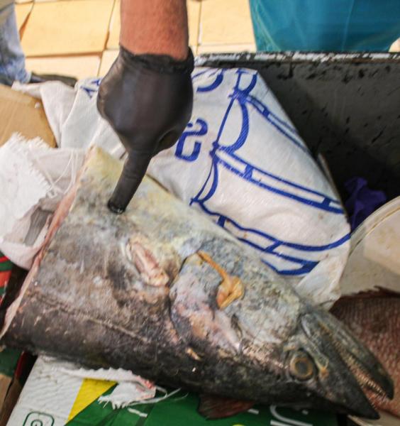بالصور .. إتلاف أسماك غير صالحة بالدمام