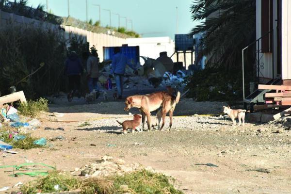 4 جهات تتصدى لخطر الكلاب الضالة