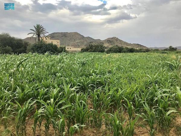 صور.. «وادي العرين».. سلة الغذاء ومتحف الآثار