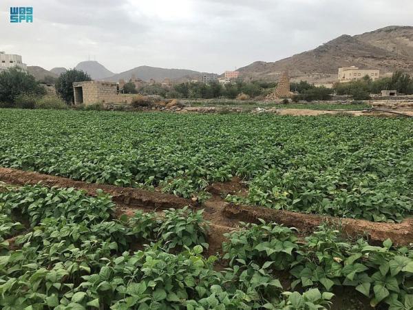 صور.. «وادي العرين».. سلة الغذاء ومتحف الآثار