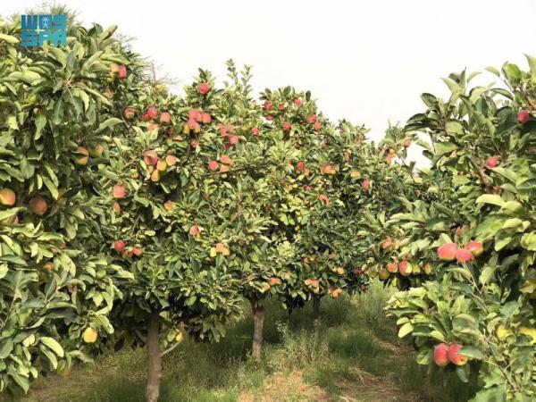 صور.. «وادي العرين».. سلة الغذاء ومتحف الآثار