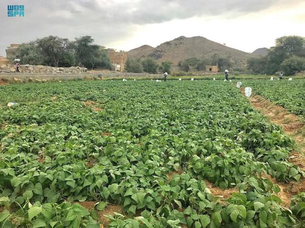 صور.. «وادي العرين».. سلة الغذاء ومتحف الآثار