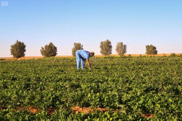 الصندوق الزراعي يعتمد الإقراض بموجب وثائق التملك المؤقتة
