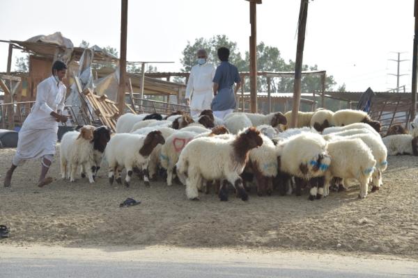 سوق المواشي يستقبل زبائن العيد بـ«أسعار جنونية»