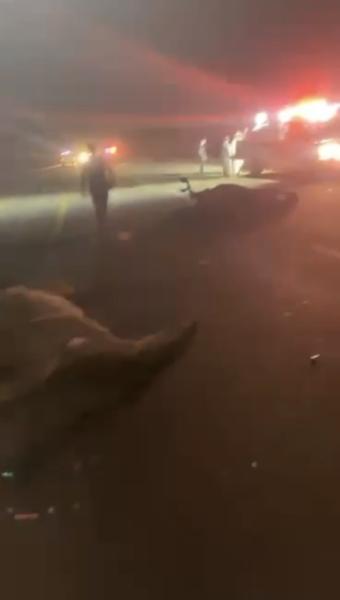 مواطن ينجو من الموت بعد اصطدامه بـ «قطيع إبل»