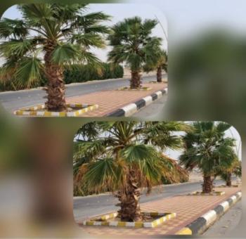 تكريب النخيل وتشذيب الحشائش بحدائق عريعرة