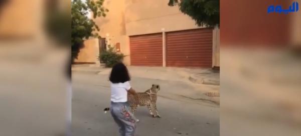  طفلة تمسك بفهد.. و«الحياة الفطرية» تتوعد بالسجن 