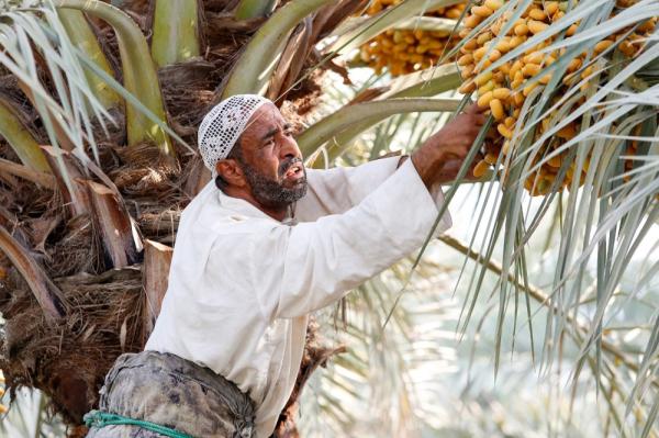 تباشير رطب الأحساء تقطف قبل موعدها بأسبوع