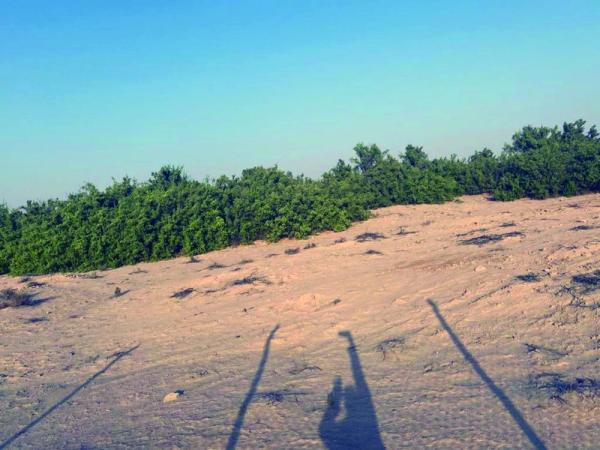 الأراك.. ثروة وطنية تحتاج عناية وتنمية